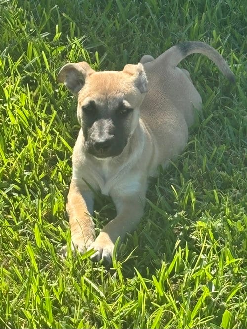 Photo of Bass, adoptable Hound in Royal Palm Beach, Florida