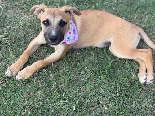 Photo of Swiss Miss, adoptable Shepherd in Carrollton, Virginia