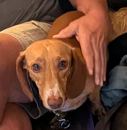Photo of Seymour, adoptable Dachshund in Sioux Falls, South Dakota