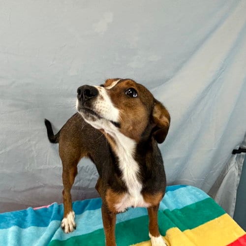 Photo of Tippy, adoptable Hound in Dallas, Texas