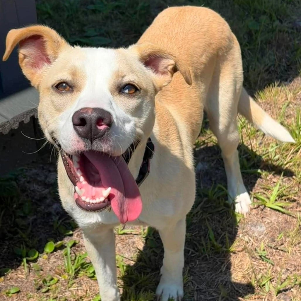 Photo of Sunny, adoptable Mixed Breed (Medium) / Terrier in Hinesville, Georgia