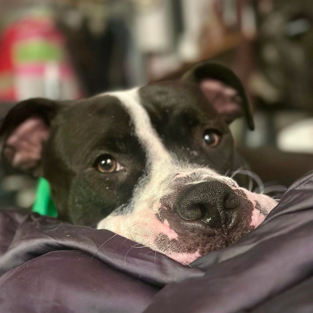 Photo of PW, adoptable Mixed Breed (Large) in San Francisco, California