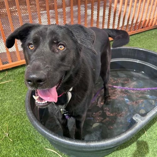 Photo of Olive, adoptable Labrador Retriever in Las Vegas, Nevada