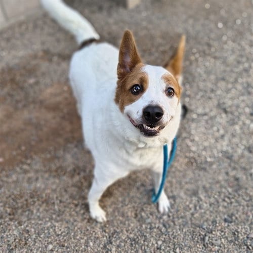 Photo of Pongo, adoptable Australian Shepherd in Mesa, Arizona