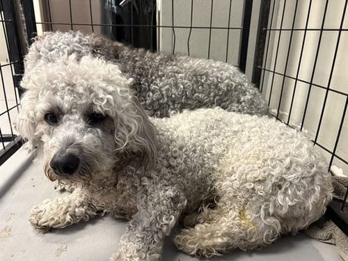 Photo of Rambo, adoptable Poodle (Standard) in Sugar Land, Texas
