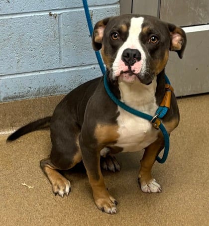 Photo of Unicycle, adoptable dog in Chamblee, Georgia