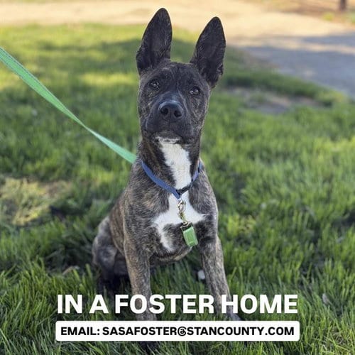Photo of Rex, adoptable German Shepherd Dog in Modesto, California