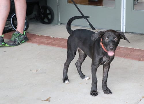 Photo of Jaxson, adoptable Terrier in Pflugerville, Texas