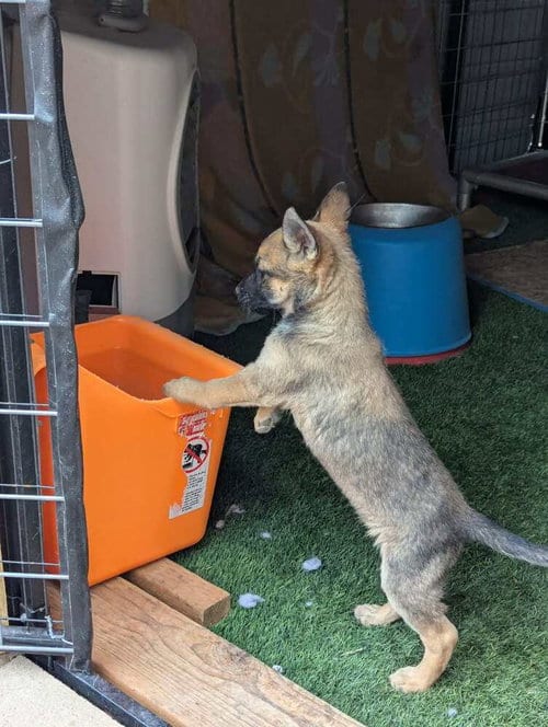Photo of Drive Thru litter, Jimmy - located in UT, adoptable Belgian Shepherd Malinois in Imlay City, Michigan