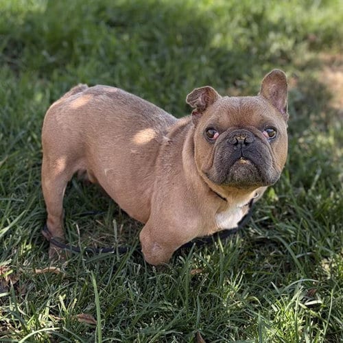 Photo of Pinto, adoptable French Bulldog in Modesto, California