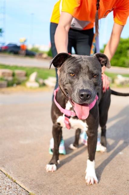 Photo of Smitty, adoptable Pit Bull Terrier in Dallas, Texas