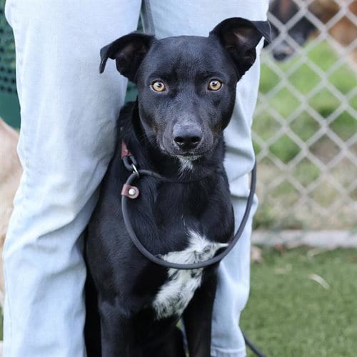 Photo of Boo, adoptable Labrador Retriever in Modesto, California