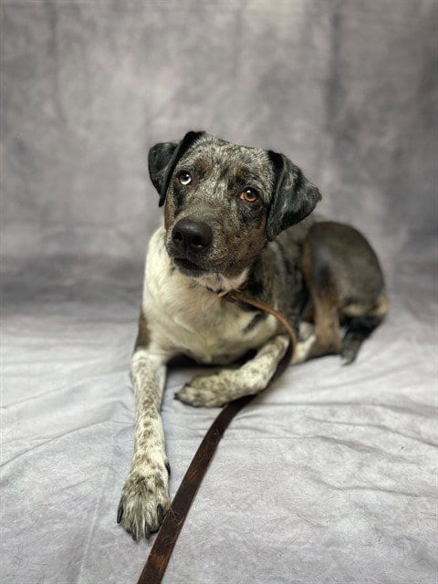 Photo of Lynn, adoptable Queensland Heeler in Ogden, Utah