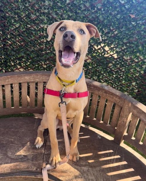 Photo of Bandit, adoptable Pit Bull Terrier in Santa Barbara, California