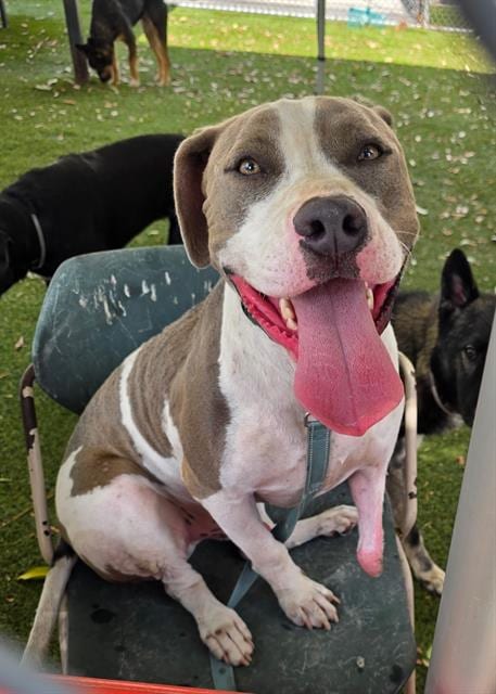 Photo of LT, adoptable Pit Bull Terrier in Downey, California