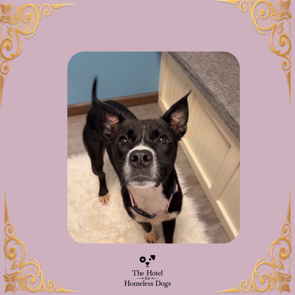 Photo of Kiki, adoptable Terrier / Mixed Breed (Medium) in Cumberland, Rhode Island