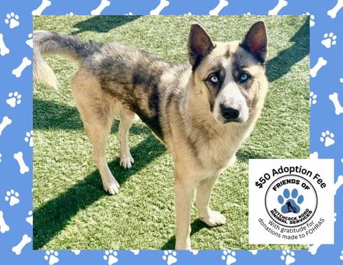 Photo of Diesel, adoptable Siberian Husky in Salinas, California