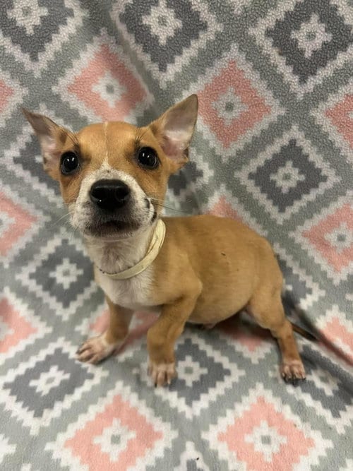 Photo of Jacob, adoptable Australian Cattle Dog/Blue Heeler in Rockwall, Texas