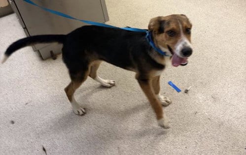 Photo of Ryan, adoptable German Shepherd Dog in Riverside, California