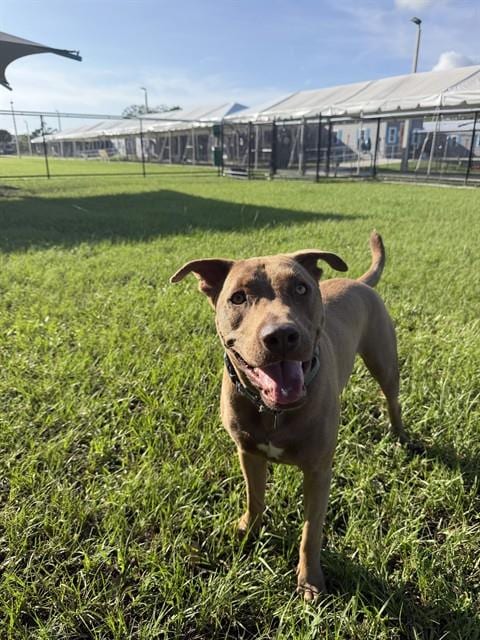 Photo of Archie, adoptable Labrador Retriever in Palmetto, Florida