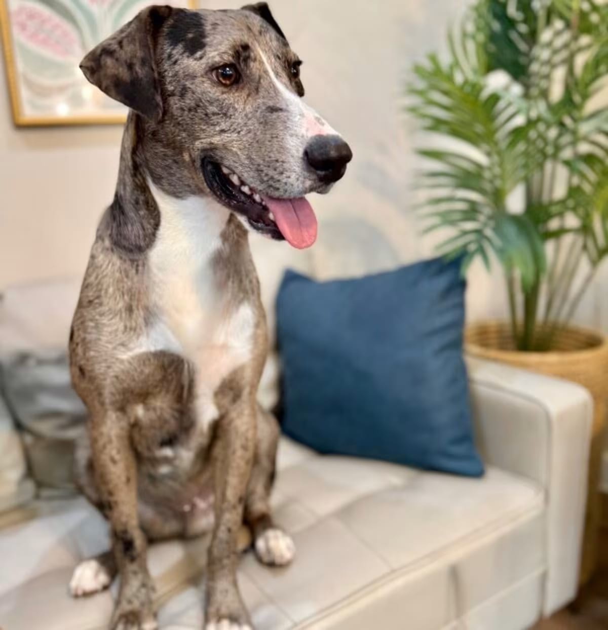 Photo of Durango Delightful, adoptable Catahoula Leopard Dog in Hartford, Connecticut