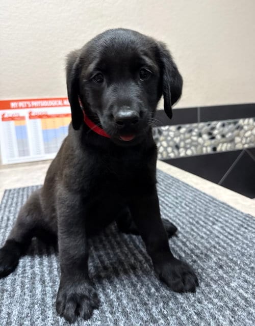 Photo of Puppy 4 - Red, adoptable Golden Retriever in Denton, Texas