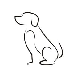 Photo of Richard JuM, adoptable Labrador Retriever Shepherd (Unknown Type) in Hartford, Connecticut