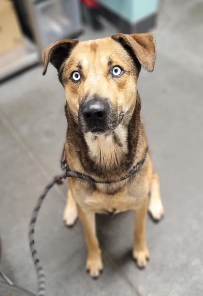 Photo of Cooper, adoptable dog in Farmington, New Mexico