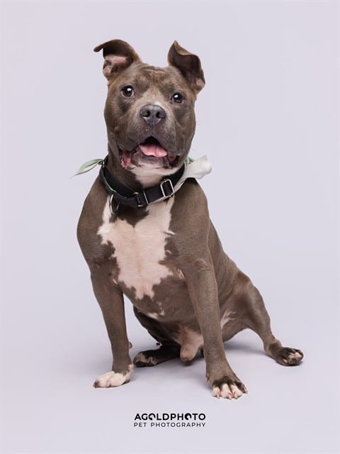 Photo of Baloo, adoptable Terrier mix in Miami, Florida
