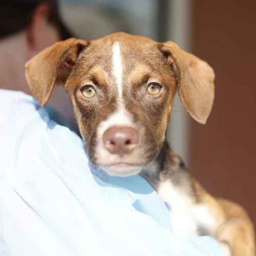 Photo of Honey Puppy, adoptable American Staffordshire Terrier in San Antonio, Texas