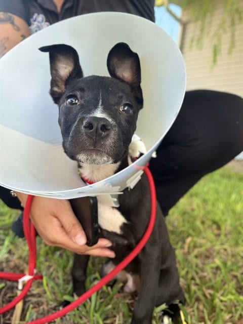 Photo of Pillo, adoptable Pit Bull Terrier in Sugar Land, Texas