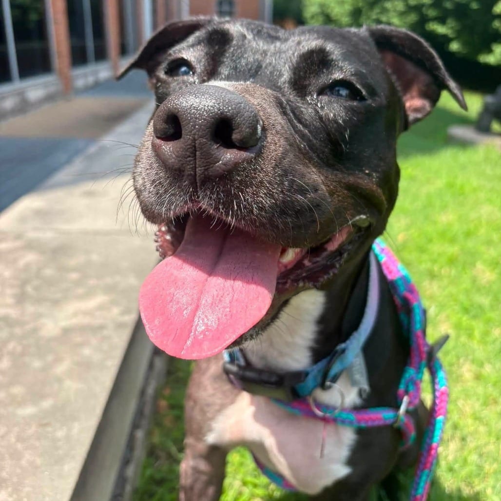 Photo of Bixby, adoptable Mixed Breed (Medium) in St. Louis, Missouri