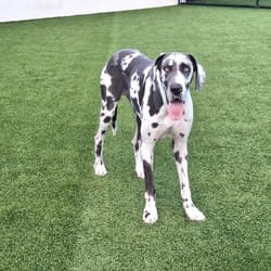 Photo of Gabbana 3491, adoptable Great Dane in Loxahatchee, Florida