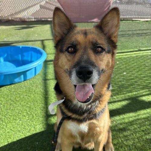 Photo of Emma, adoptable German Shepherd Dog in Phoenix, Arizona