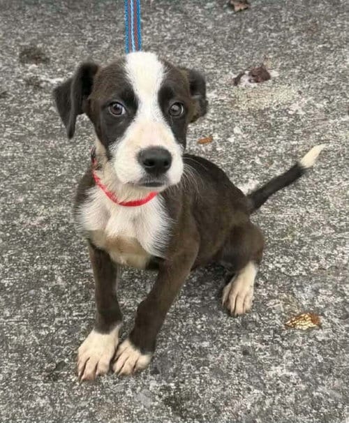 Photo of River Boy, adoptable Boxer in Aurora, Indiana