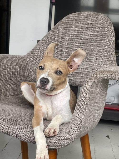 Photo of Mary Jane, adoptable Jack Russell Terrier in New Orleans, Louisiana