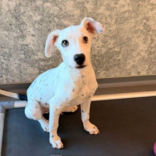 Photo of Matthew, adoptable Unknown breed in Rancho Santa Fe, California