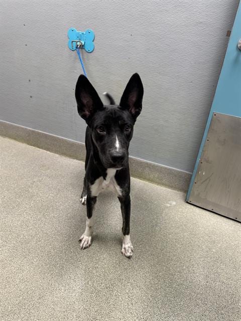 Photo of Maye, adoptable German Shepherd Dog in Las Vegas, Nevada