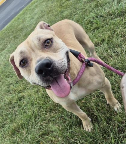 Photo of Fawn Due, adoptable Pit Bull Terrier in Decatur, Illinois
