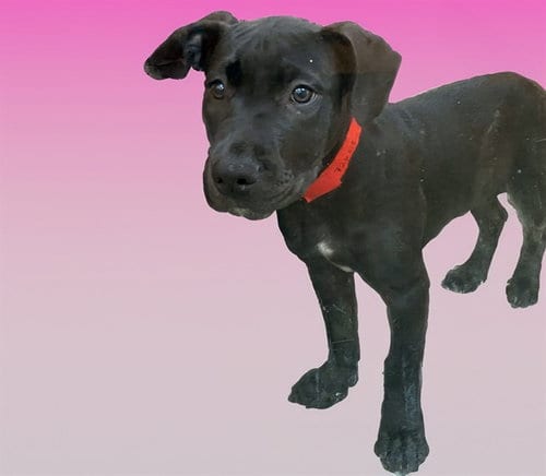 Photo of Morticia, adoptable Pit Bull Terrier in Ft Lauderdale, Florida