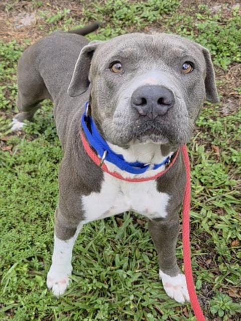 Photo of Bear, adoptable Pit Bull Terrier in Fort Lauderdale, Florida
