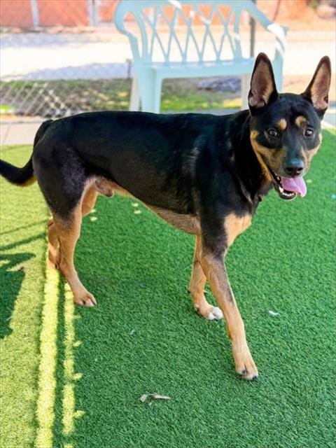Photo of Pierce, adoptable Labrador Retriever in Agoura, California