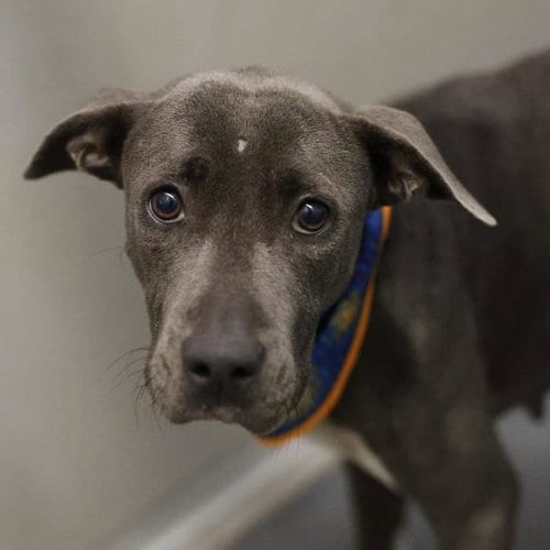 Photo of Raspi, adoptable American Staffordshire Terrier in San Antonio, Texas