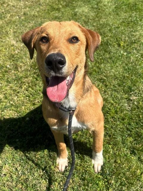 Photo of Cooper, adoptable Labrador Retriever in Redlands, California