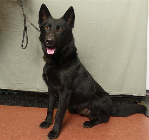 Photo of Majestic, adoptable German Shepherd Dog in Ukiah, California