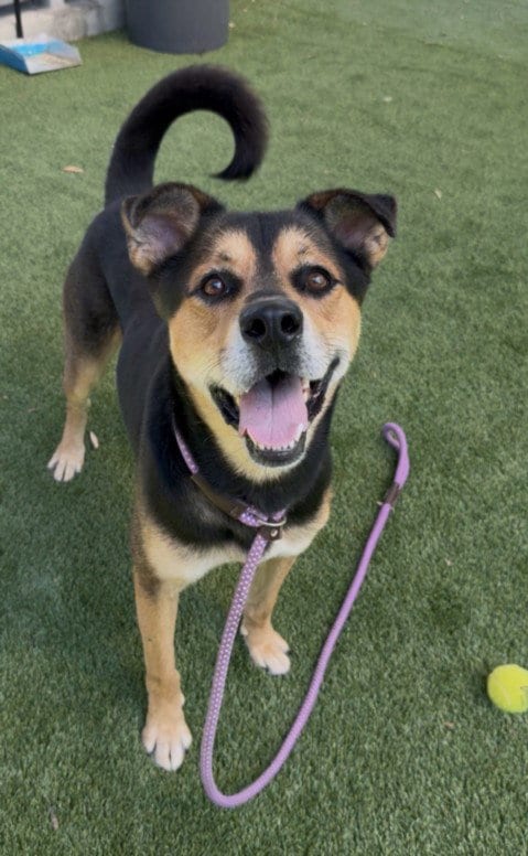 Photo of Cooper, adoptable German Shepherd Dog in Los Angeles, California