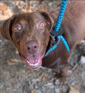 Photo of Tootsie, adoptable Labrador Retriever in Clyde, North Carolina