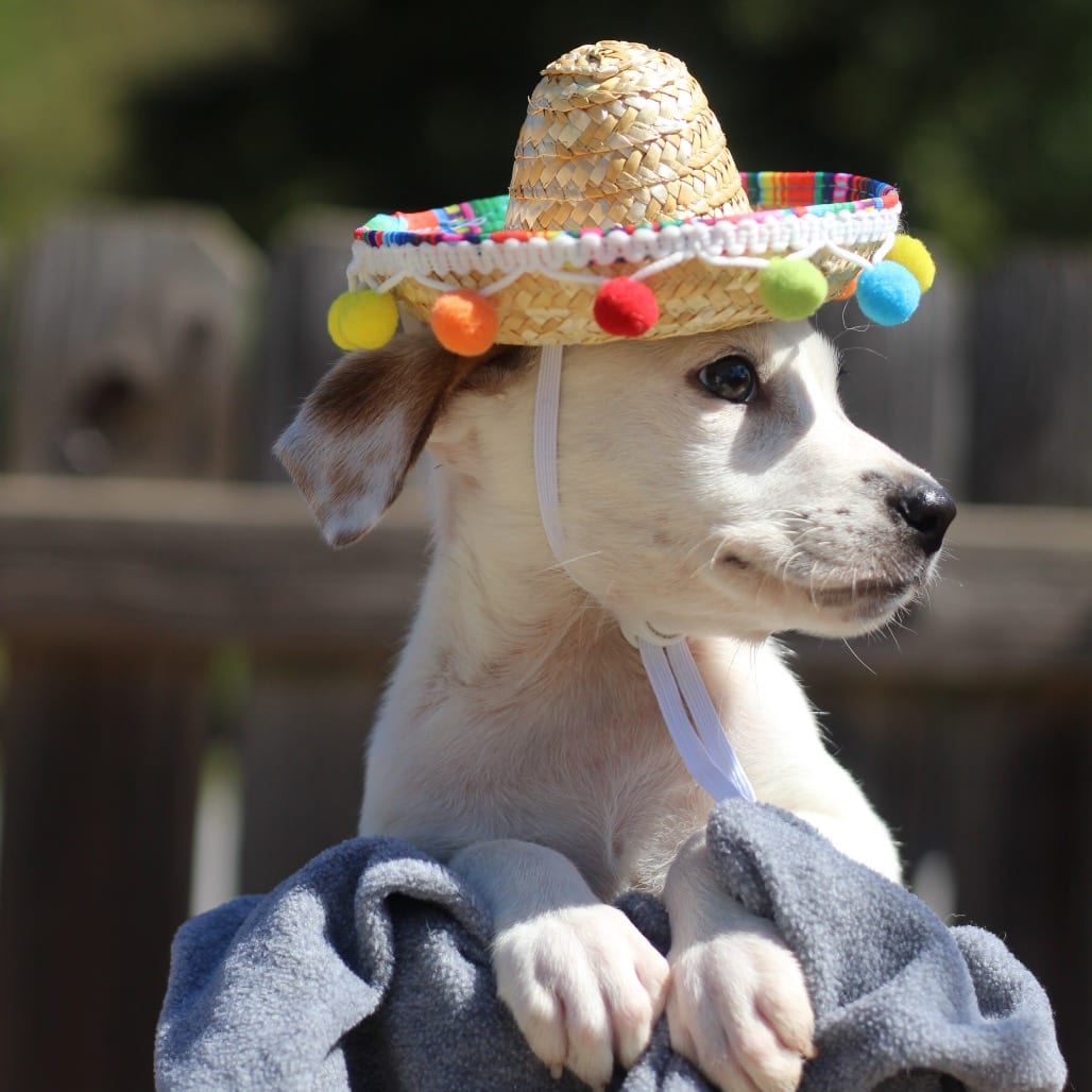 Photo of Rose, adoptable Shepherd / Terrier, Pit Bull in Starkville, Mississippi
