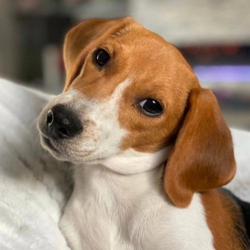 Photo of Delaney, adoptable Beagle in Las Vegas, Nevada