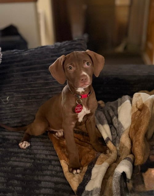Photo of Emerald, adoptable Labrador Retriever in Genesee, Wisconsin